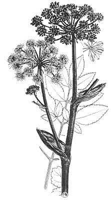 Dzigiel leny (Angelica sylvestris)